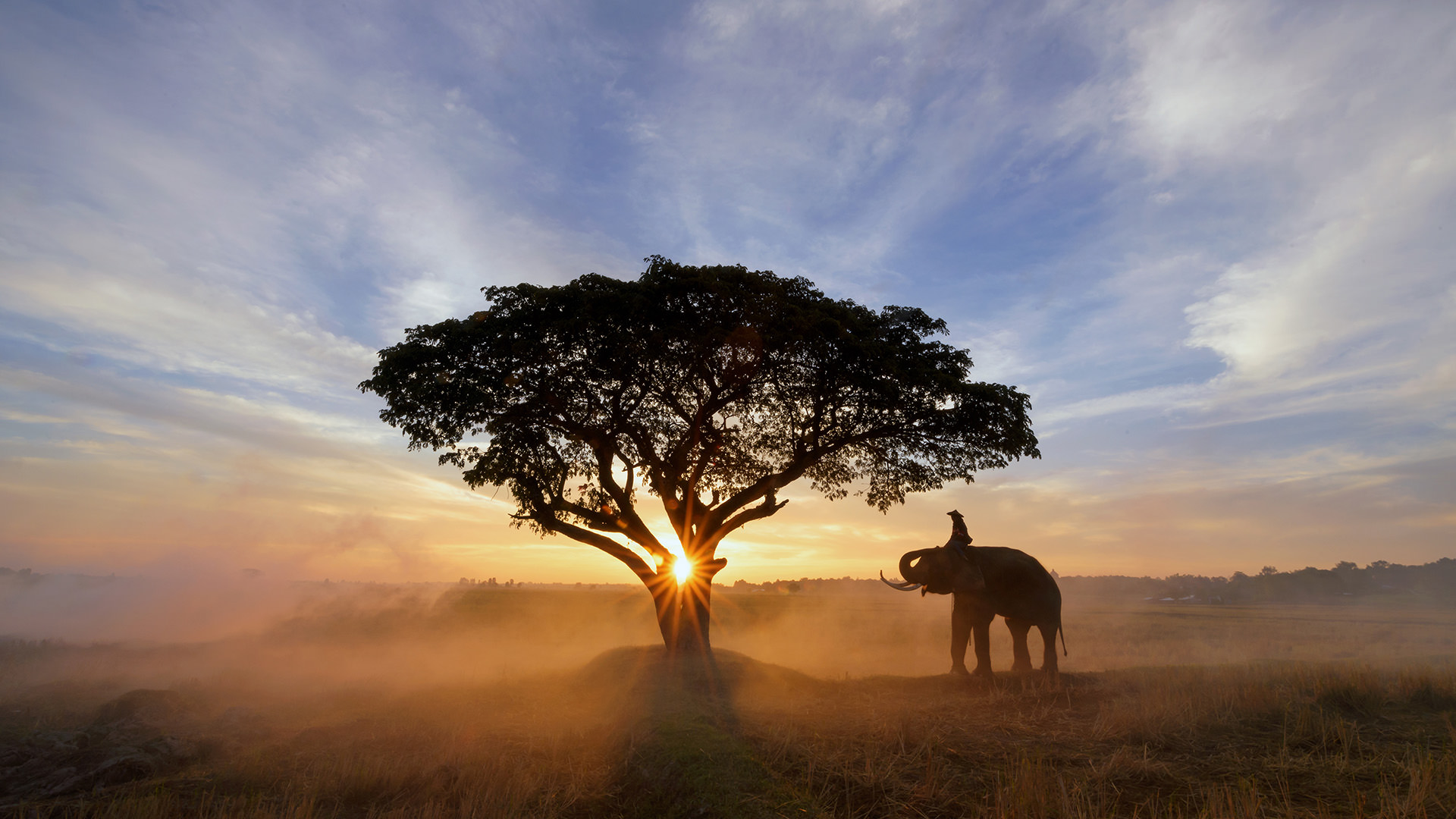 Safari deslumbrante 1